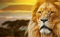 Lion, Savanna of Kenia